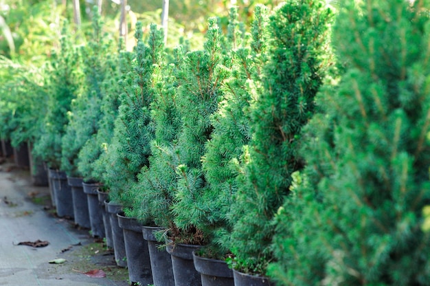 Piantine in contenitori ad una vendita del giardino