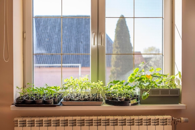 Piantine su finestre a casa che coltivano verdure a casa