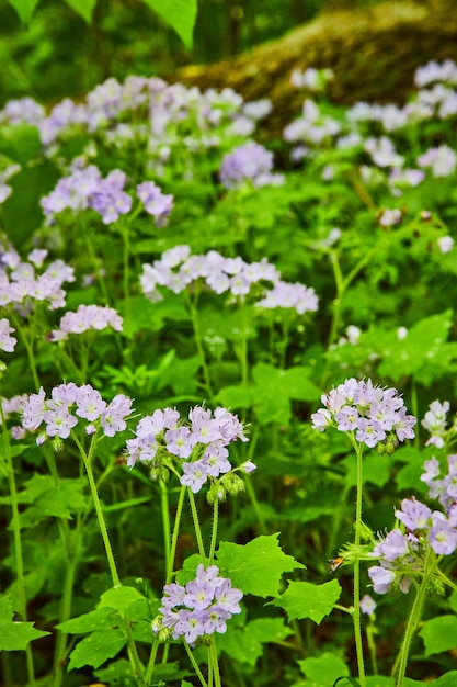 Piastra verde Fiori di grande foglia d'acqua sotto il suolo della foresta di tronchi di alberi caduti