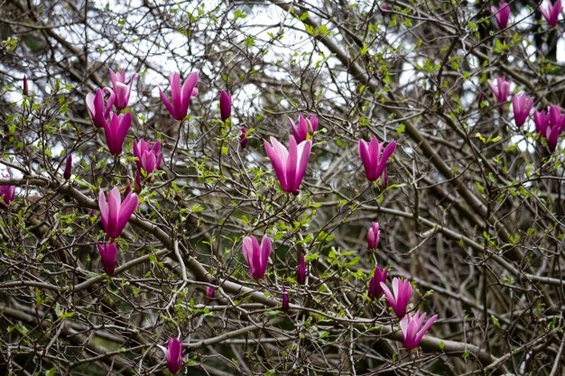 Piattino Magnolia bloom aka Magnolia soulangeana viola rosa fiore su un albero in primavera, fiore naturale sfondo