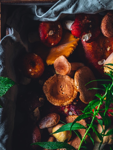 Piatto con funghi ed erbe aromatiche Foto di alta qualità