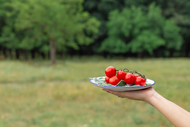 Piatto della stretta della donna con i pomodori freschi. Zolla delle verdure per il picnic alla foresta