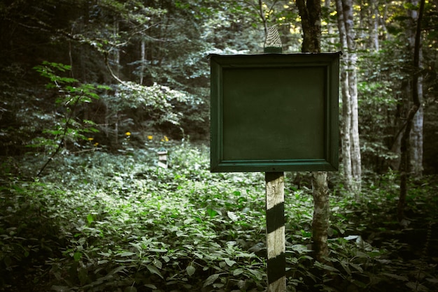 Piatto e pilastro nella foresta