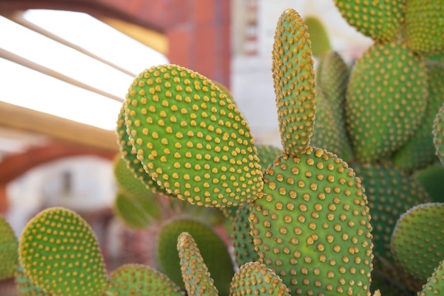 Piatto grande cactus verde da vicino, aciculata