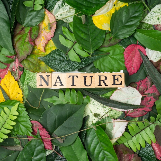 Piatto vista laici foglie multicolori con un testo di natura sul blocco di legno.