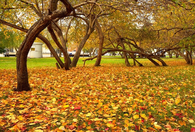 Piazza del Teatro in autunno. Tronchi d'albero storti, fogliame luminoso nell'erba