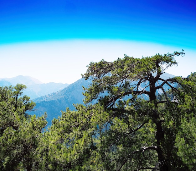 Piazza vibrante albero di montagna sullo sfondo del paesaggio