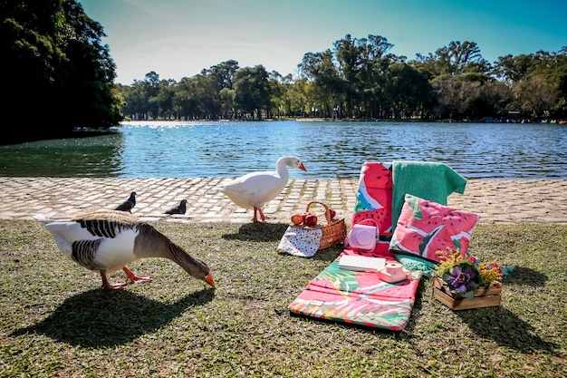 Pic-nic nel parco con oche selvatiche e lago