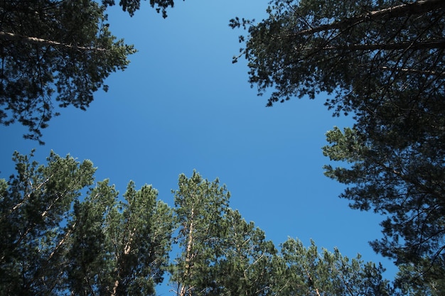 Picchi della pineta e vista del cielo blu dal basso