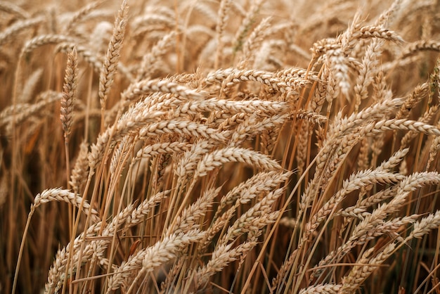 Picchi di grano maturo nel campo di grano estivo, raccolto di grano a fine estate, sfondo agricolo estivo agricultural