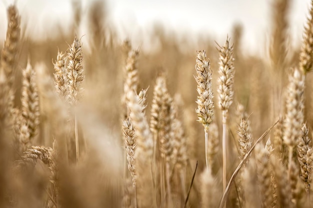 Picchi di orzo maturi organici nel campo