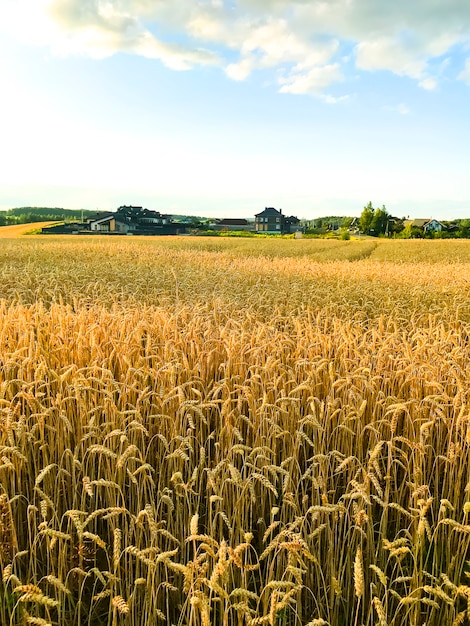 Picchi di segale sul campo in serata, sole.