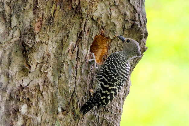 Picchio martoriato Meiglyptes tristis Beautiful Birds of Thailand