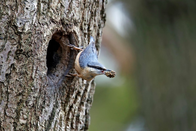 Picchio muratore che prepara il suo nido in un buco in un albero.