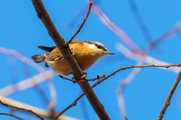 Picchio muratore eurasiatico, piccolo uccello canoro (Sitta europaea) Picchio muratore di legno