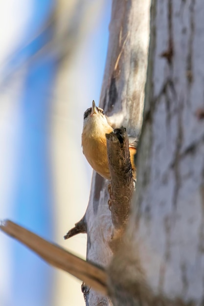 Picchio muratore eurasiatico, piccolo uccello canoro (Sitta europaea) Picchio muratore di legno
