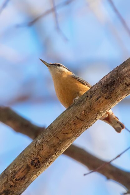 Picchio muratore eurasiatico, piccolo uccello canoro (Sitta europaea) Picchio muratore di legno