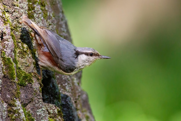 Picchio muratore eurasiatico Sitta europaea Un uccello seduto sulla corteccia di un albero su uno sfondo bellissimo