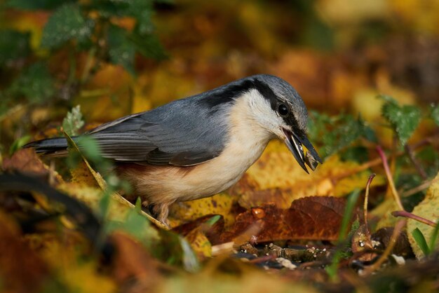 Picchio muratore eurasiatico Sitta europaea