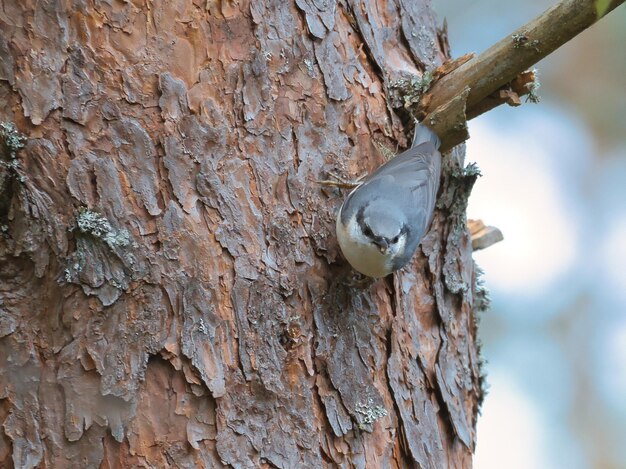 Picchio muratore su un tronco d'albero in cerca di cibo Piccolo uccello grigio e bianco Foto di animali