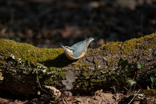 picchio muratore sul ramo di un albero