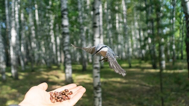 Picchio muratore volante (Sitta europea) con ali aperte. Tomsk, Siberia