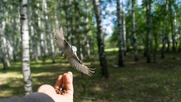 Picchio muratore volante (Sitta europea) con ali aperte. Tomsk, Siberia