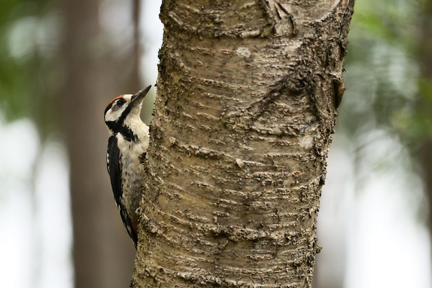 Picchio rosso maggiore che cerca cibo nella foresta su un albero con sfondo sfocato