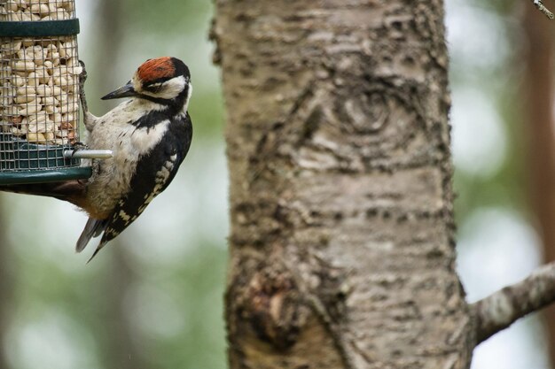 Picchio rosso maggiore che cerca cibo nella foresta su un albero con sfondo sfocato