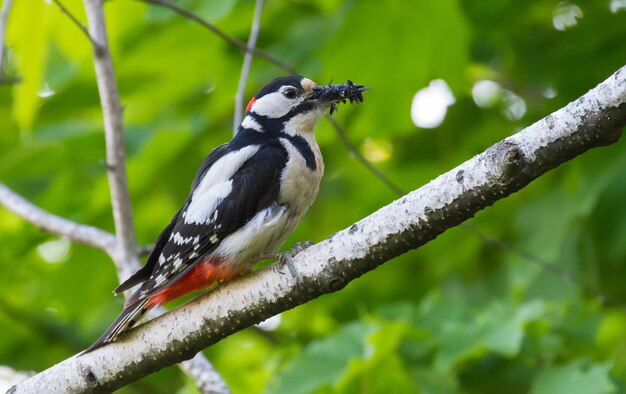 Picchio rosso maggiore Dendrocopos major Il maschio ha ottenuto un becco pieno di cibo per i pulcini