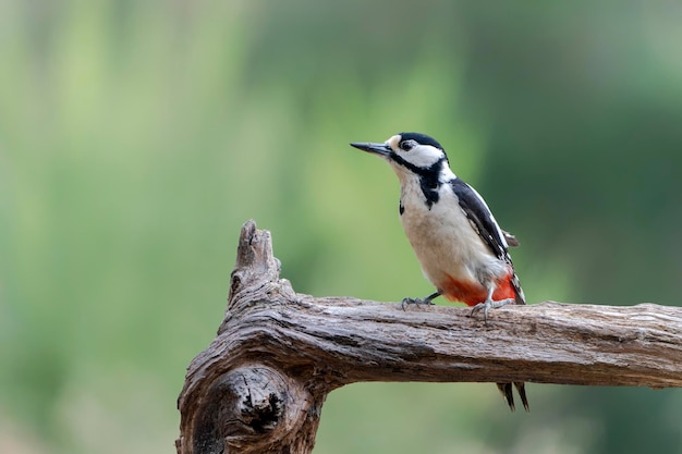 Picchio rosso maggiore ( Dendrocopos major) in un albero nella foresta