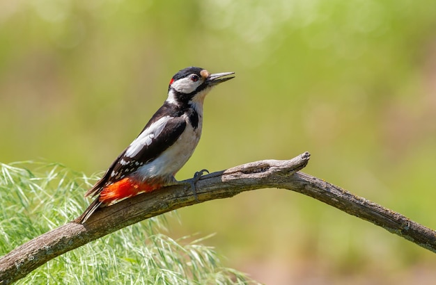 Picchio rosso maggiore Dendrocopos major Un uccello maschio seduto su un ramo in uno sfondo sfocato