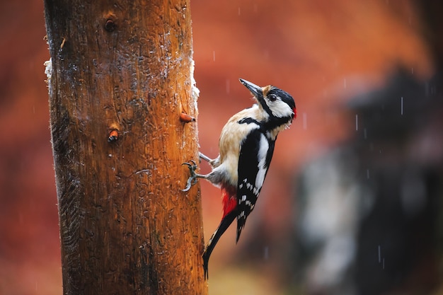 Picchio rosso maggiore in una foresta di primavera piovosa