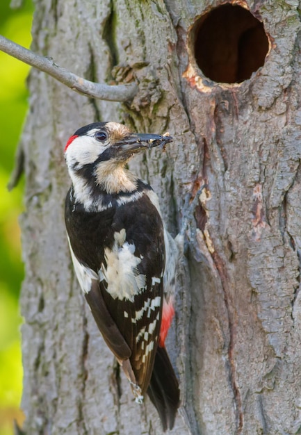 Picchio siriano, Dendrocopos syriacus. Un uccello siede su un albero vicino al suo nido