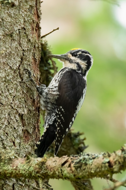 Picchio tridattilo appollaiato su un albero