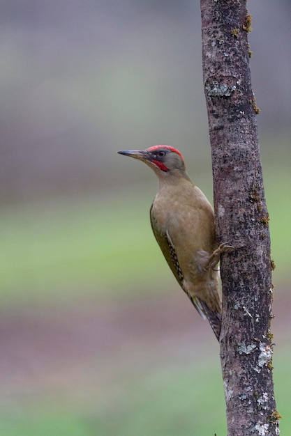 Picchio verde europeo (Picus viridis) Leon, Spagna