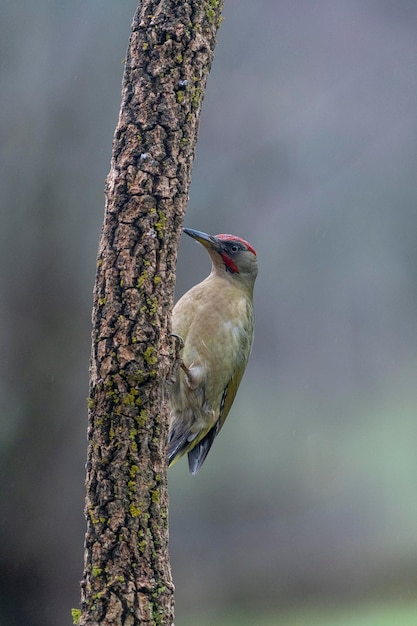 Picchio verde europeo (Picus viridis) Leon, Spagna