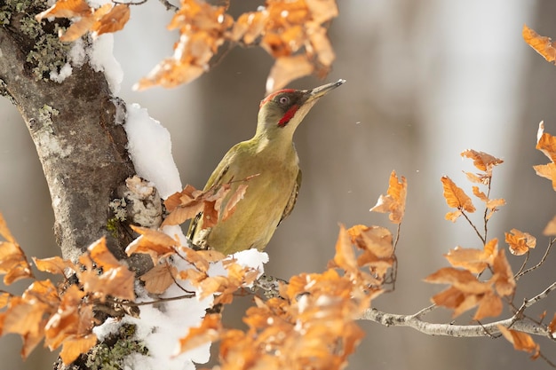 Picchio verde maschio in una fredda giornata di gennaio nevicata in una foresta di querce