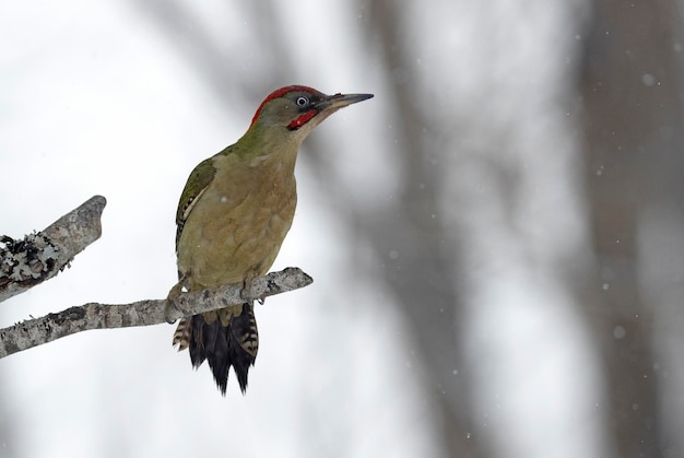 Picchio verde maschio in una fredda giornata di gennaio nevicata in una foresta di querce