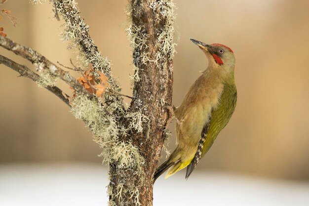 Picchio verde maschio in una fredda giornata di gennaio nevicata in una foresta di querce