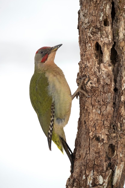 Picchio verde maschio in una fredda giornata di gennaio nevicata in una foresta di querce