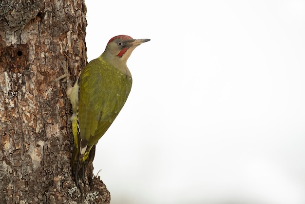 Picchio verde maschio in una fredda giornata di gennaio nevicata in una foresta di querce