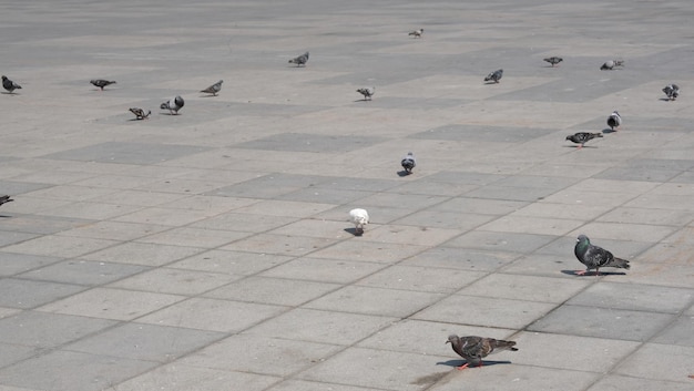 piccione bianco e nero in piedi fianco a fianco