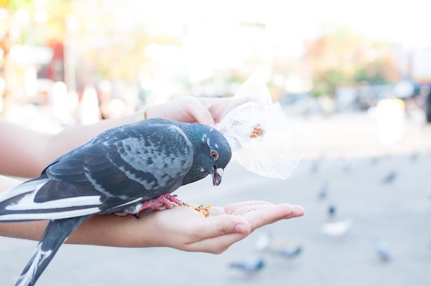 Piccione che mangia dalla mano della donna sui piccioni nel parco durante il giorno