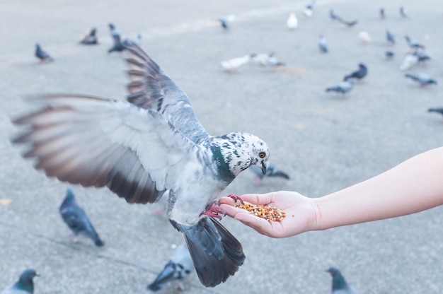 Piccione che mangia dalla mano della donna sul parco, alimentando i piccioni nel parco durante il giorno