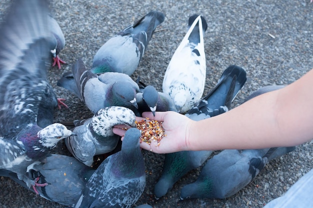 Piccione che mangia dalla mano di una donna nel parco che nutre i piccioni nel parco durante il giorno