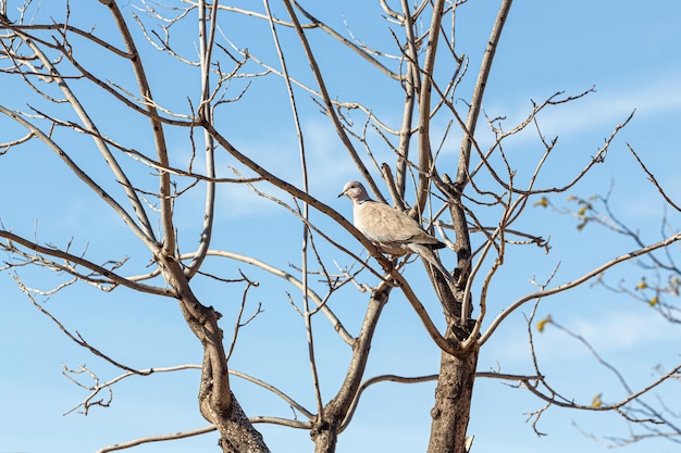 Piccione con macchie sulle sue piume appollaiato su un ramo di albero nel parco Lo Morant Alicante Spagna
