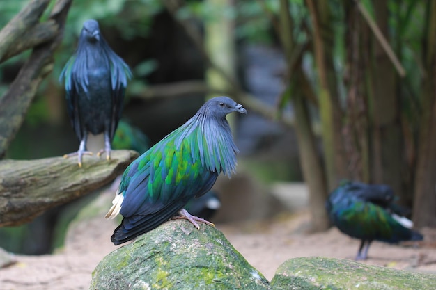 Piccione di Nicobar Nicobar si è tuffato sulla Tailandia tropicale