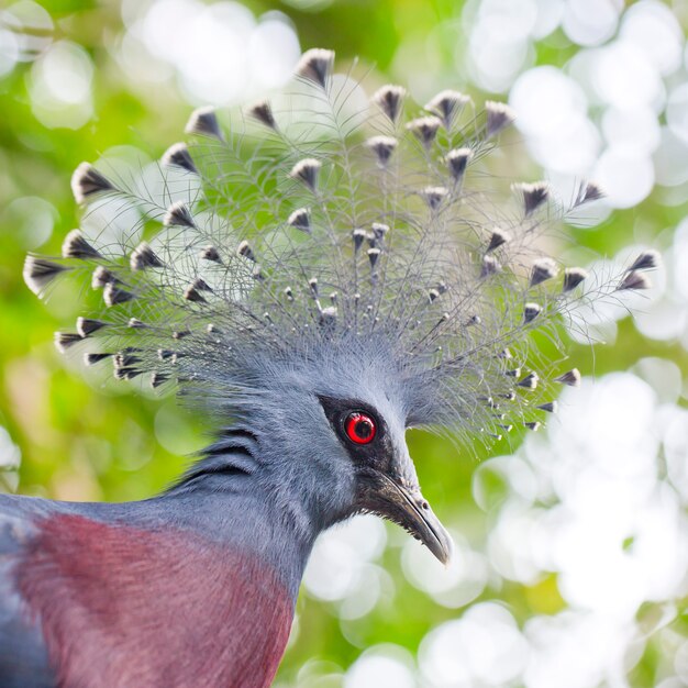 Piccione di Victoria Crowned Pigeon (Goura Victoria) alto vicino