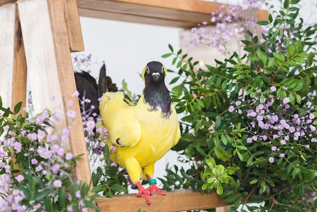 Piccione giallo seduto su una scala a pioli in legno in fiori rosa bellissimo uccello in piante decorative su sfondo bianco